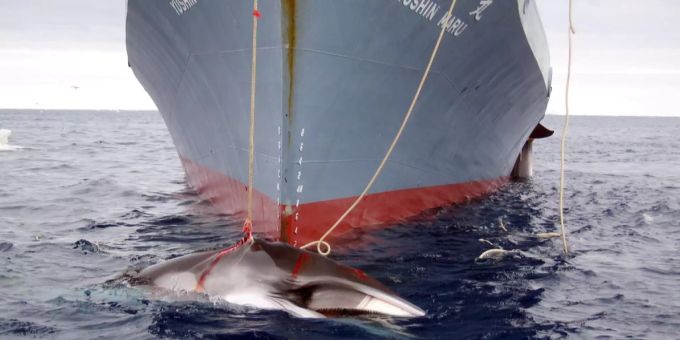 Fisch-Verzicht - Führen Dokus wie «Seaspiracy» wirklich zum Umdenken?