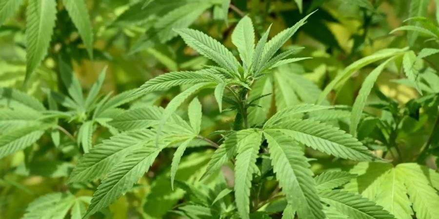 Cannabispflanzen