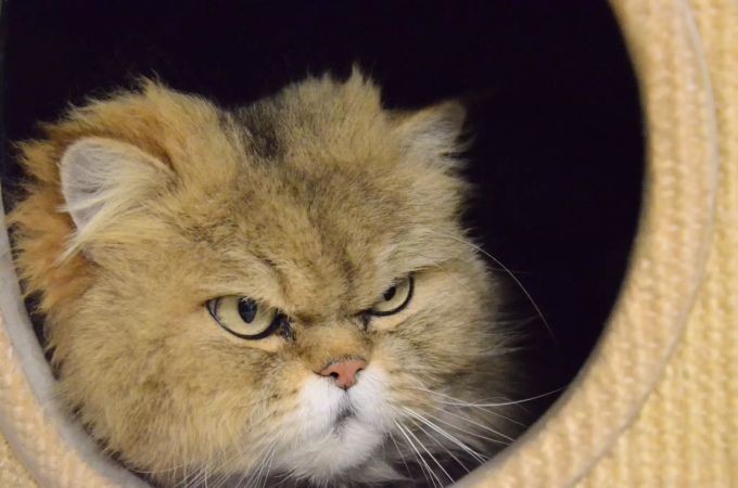 Hat Amor das Vertrauen zu den Menschen aufgebaut, zeigt er sich freundlich und aufgeschlossen. Amor Tierheim Böhler