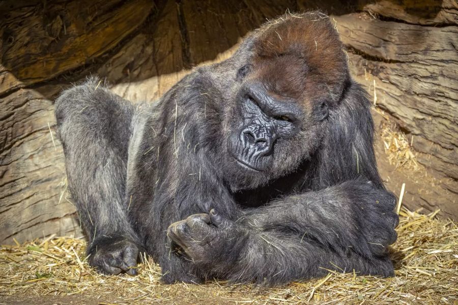 Gorillas San Diego Coronavirus