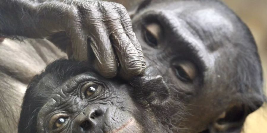 Ein Bonobo entlaust seinen Partner: Die Zwergschimpansen sind sich ihrer sozialen Verantwortung gegenüber Artgenossen durchaus bewusst. (Archivbild)