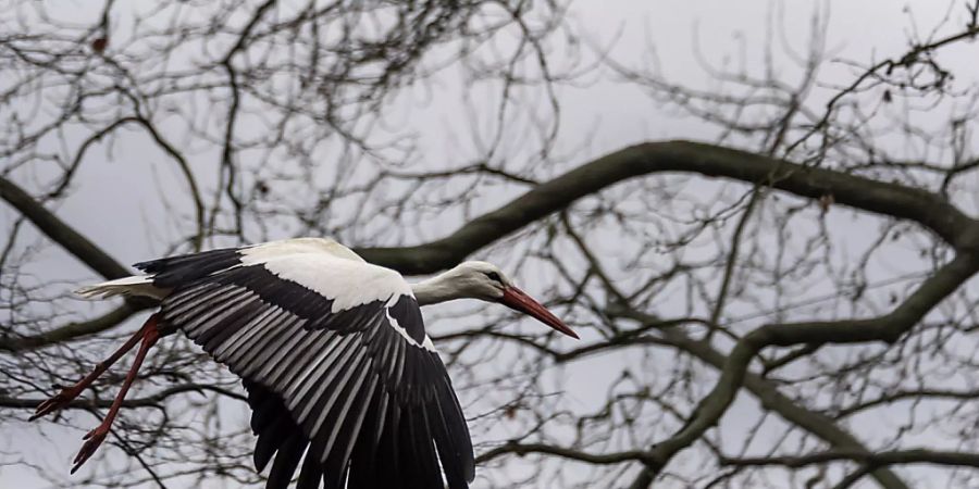 Immer häufiger auch im Winter in der Schweiz anzutreffen: Ein Storch fliegt durch den Schützenmattpark in Basel. (Archivbild)