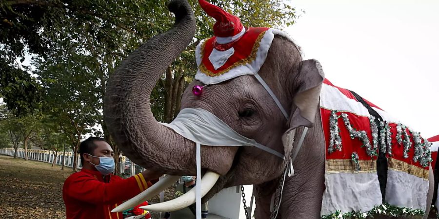 Elefanten auf Schulbesuch in Thailand - gekleidet in Weihnachts-Tracht und mit Maske zu Corona-Zeiten.