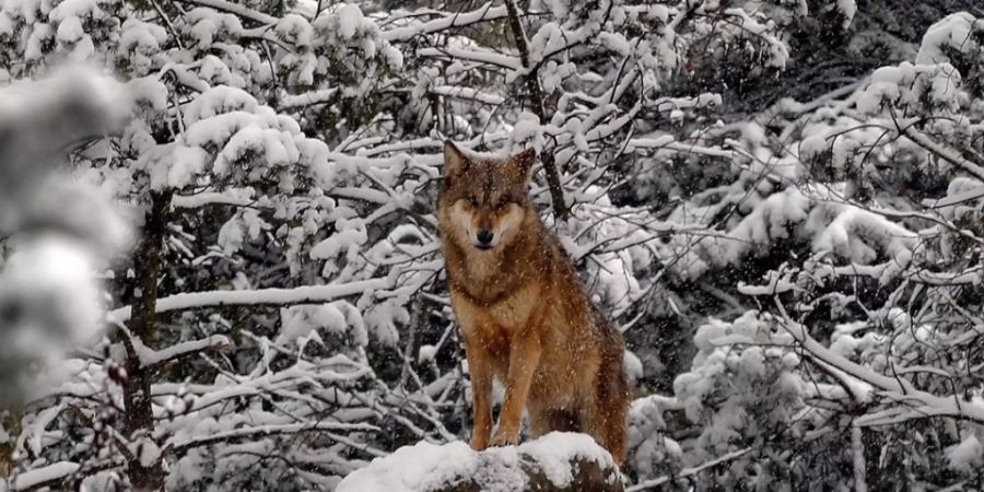 Viele Touristen buchen mittlerweile sogar Wolfstouren. (Archivbild)