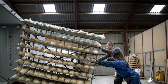 dpatopbilder - ARCHIV - Tote Nerze werden in Naestved verladen. Die dänische Regierung hatte angeordnet, dass alle Nerze getötet werden sollen. Damit soll das Risiko gesenkt werden, dass die derzeit entwickelten Corona-Impfstoffe weniger gut gegen diese Variante wirken. Foto: Mads Claus Rasmussen/Ritzau Scanpix/AP/dpa dpatopbilder - ARCHIV - Tote Nerze werden in Naestved verladen. Die dänische Regierung hatte angeordnet, dass alle Nerze getötet werden sollen. Damit soll das Risiko gesenkt werden, dass die derzeit entwickelten Corona-Impfstoffe weniger gut gegen diese Variante wirken. Foto: Mads Claus Rasmussen/Ritzau Scanpix/AP/dpa
