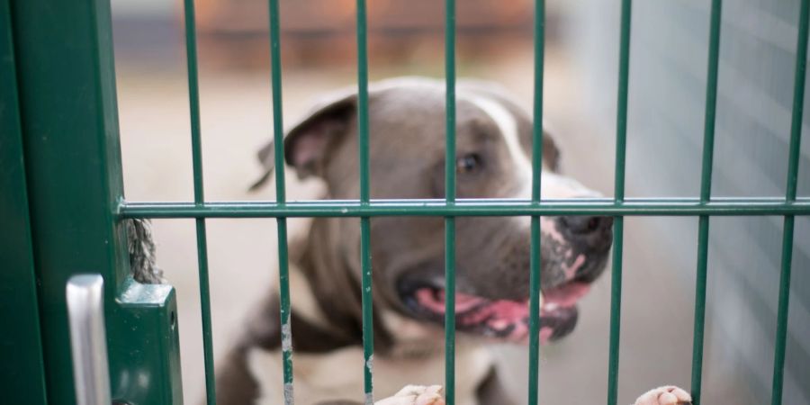 Die Schweizer Tierheime sind voll. Fast täglich wollen Halter ihre Hunde oder Katzen abgeben.