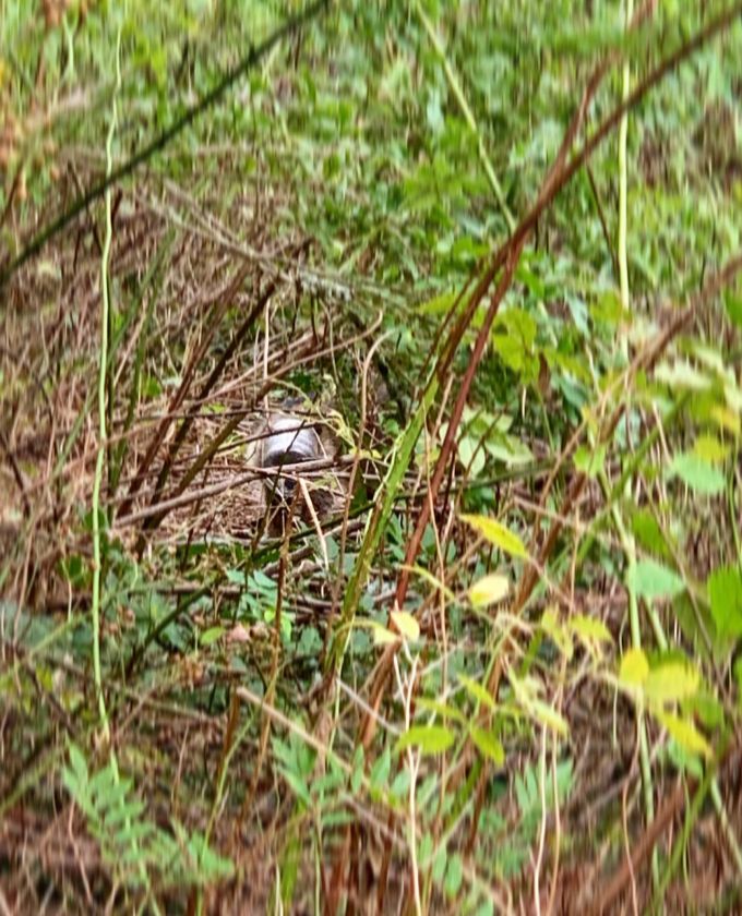 Das Erdnussbutterglas wurde mit einer Greifzange vom Waschbären entfernt. waschbär