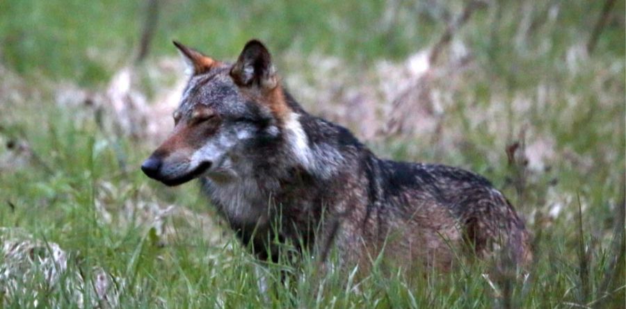 Ein Wolf reisst und verletzt in Termen VS mehrerer Schafe.