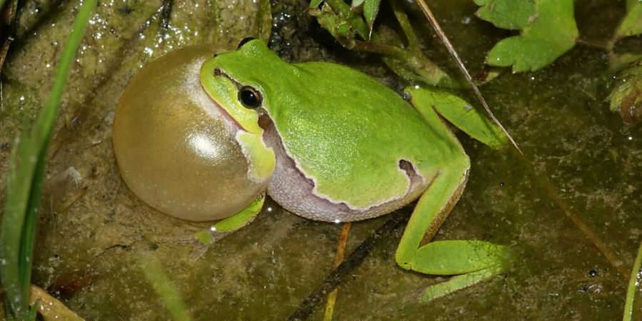 Dieser Lauffrosch profitiert von künstlich angelegten Tümpel. Das zeigen die Erfahrungen im Kanton Aargau, wo mehr als 400 neue Tümpel und Teiche geschaffen wurden.