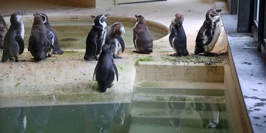 Die Humboldtpinguine im Rostocker Zoo werden vorsorglich im benachbarten Pelikan-Haus untergebracht.