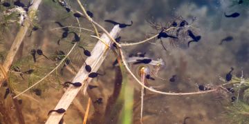Larve Kaulquappe Frosch