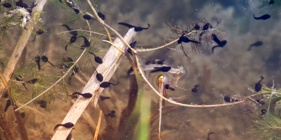 Larve Kaulquappe Frosch