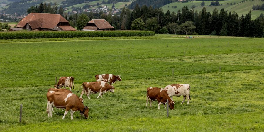 Kühe auf der Weide. (Symbolbild)