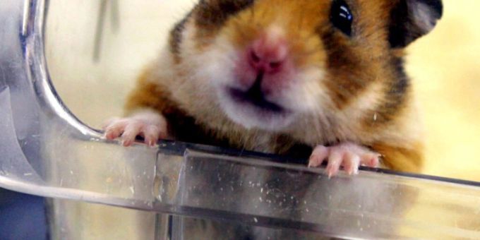 Immer mehr Tiere werden in Versuchen verwendet, die schwere Angst und schwere Schmerzen verursachen. (Archivbild mit Hamster) Immer mehr Tiere werden in Versuchen verwendet, die schwere Angst und schwere Schmerzen verursachen. (Archivbild mit Hamster)