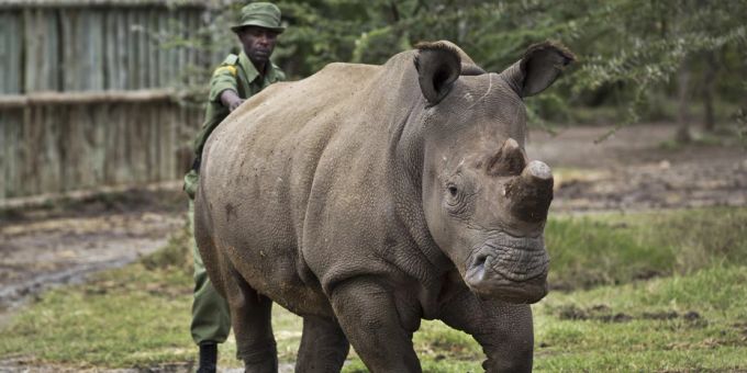 Tier schuldlos - Pflegerin getötet: Experte nimmt Nashorn in Schutz