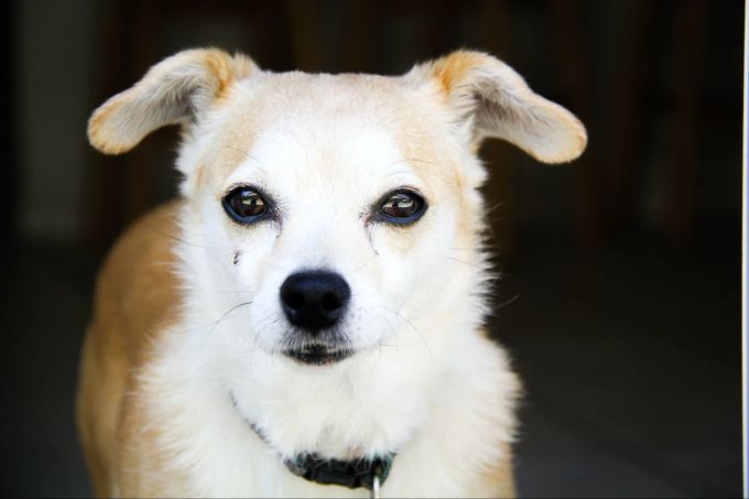 Zittern beim Hund kann auch ein Hinweis auf Schmerzen sein. Hund