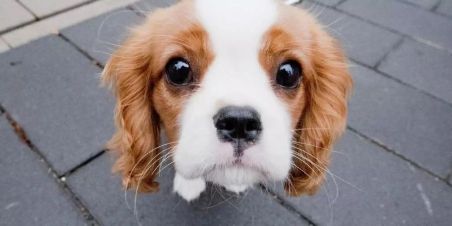 Anders als Wölfe besitzen Hunde einen Muskel, der es ihnen ermöglicht, die inneren Augenbrauen anzuheben - das Gesicht des Tieres wirkt dadurch kindlicher. Foto: Julian Stratenschulte