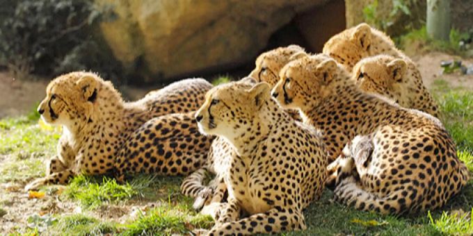 Zoo Basel Gepard