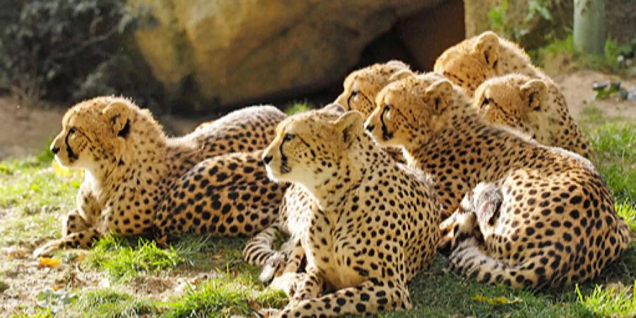 Mehrere Geparden geniessen im Zoo Basel das schöne Wetter.