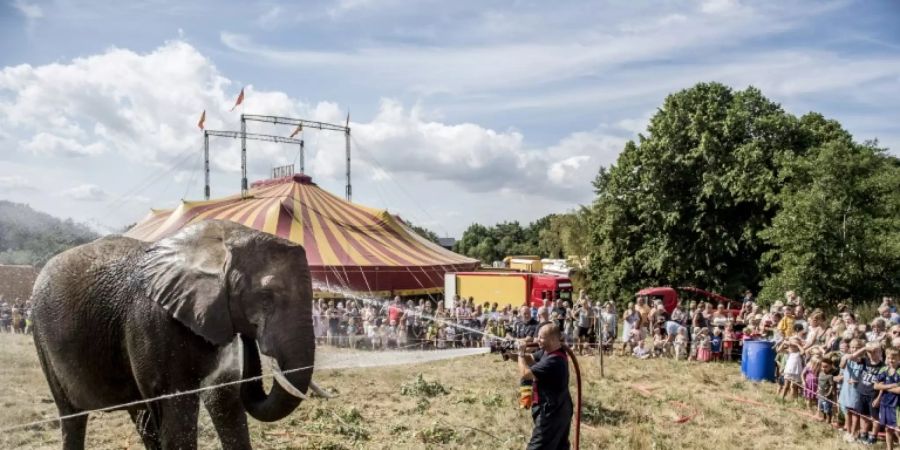 Feuerwehrmänner kühlen einen Elefanten mit Wasser ab