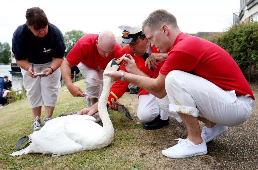 «Queen´s Swan Upping» in London