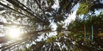 Schätzung - Waldschäden im Wallis so gross wie jährliche Holzernte