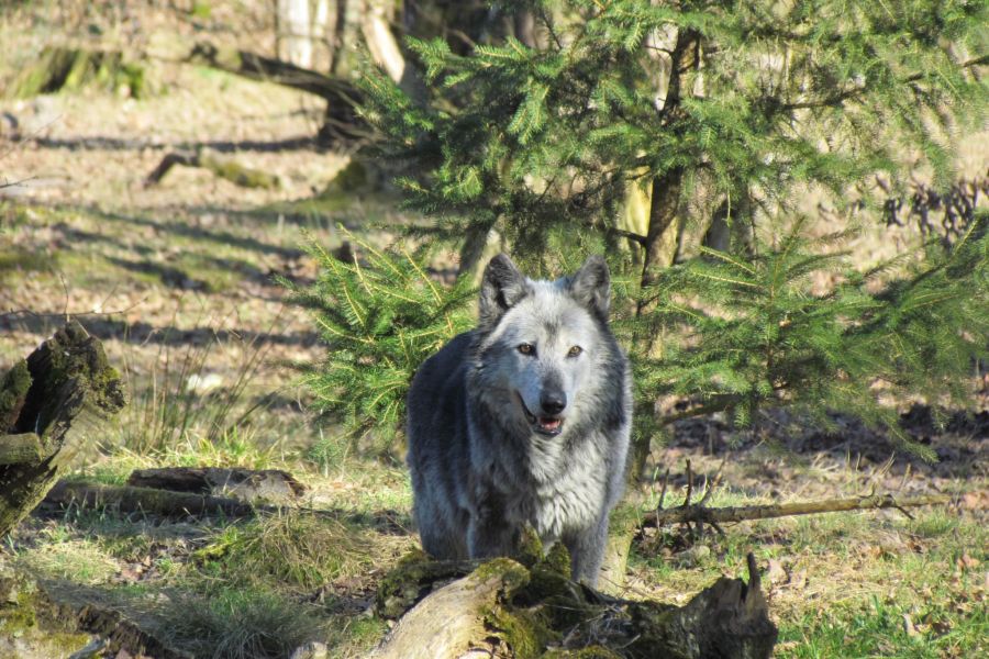 Angst müssten die Städter nicht haben. Bisher sei es zu keinen Zwischenfällen mit den Wildtieren gekommen.