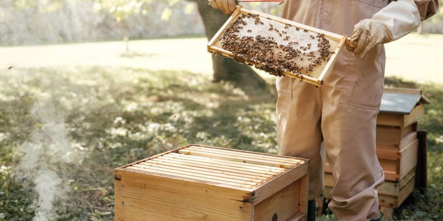 Prinzessin Kate im letzten Sommer bei der  Pflege eines Bienenstocks in den Gärten von Anmer Hall.