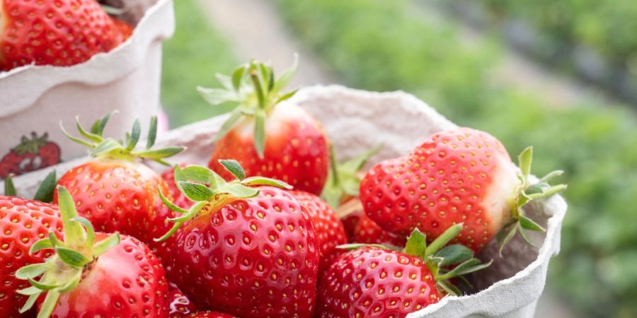 Erdbeeren Markus Ritter