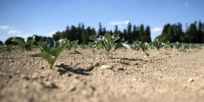 Engpässe möglich - Tiefe Pegel, kaum Regen: Droht uns ein Dürre-Sommer?