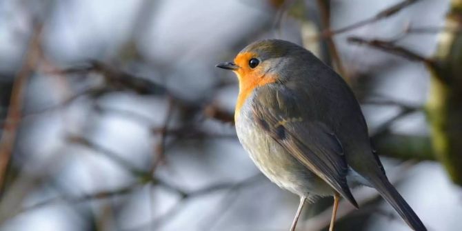 vogel des jahres