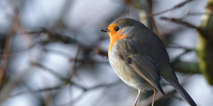 Zutraulicher Sympathieträger mit wunderschönem Gesang: das Rotkehlchen ist der «Vogel des Jahres». Foto: Patrick Pleul/dpa-Zentralbild/dpa Zutraulicher Sympathieträger mit wunderschönem Gesang: das Rotkehlchen ist der «Vogel des Jahres». Foto: Patrick Pleul/dpa-Zentralbild/dpa