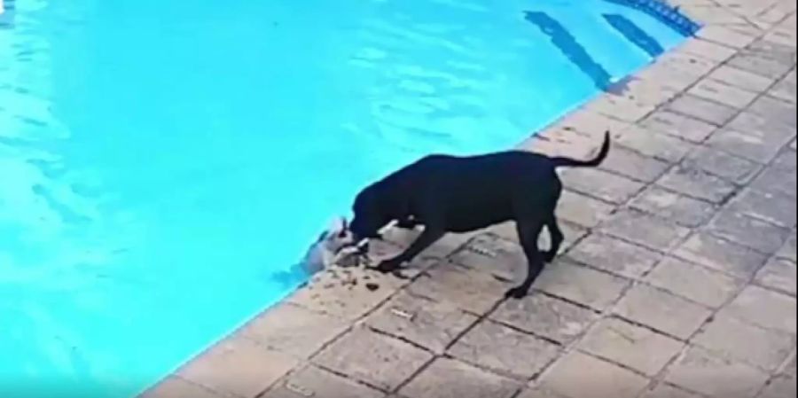 Hund rettet