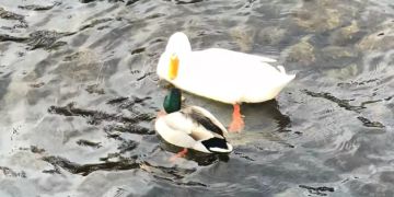 Enten