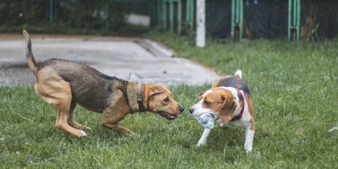 Zwei Hunde.