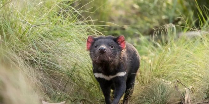 Ein Tasmanischer Teufel im Schutzgebiet Barrington Tops nördlich von Sydney. Tasmanischer Teufel