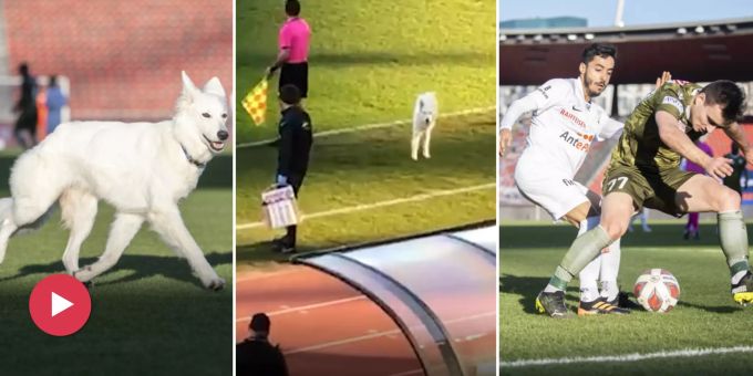 1:1 gegen Sion - Canepa-Hund «Chilla» stürmt bei FCZ-Remis das Feld!