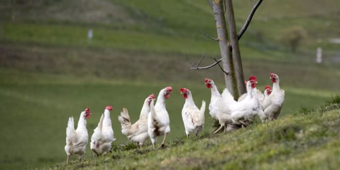 Bio Landwirtschaft