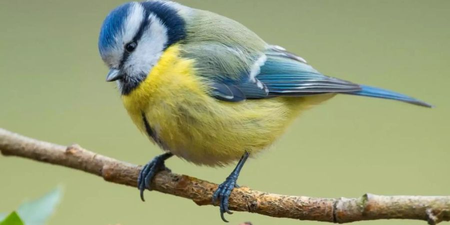 Der Naturschutzbund Deutschland (Nabu) ruft wieder einmal zum Vogelzählen auf. Die Aktion soll auch mehr Aufschluss über den Blaumeisenbestand bringen. Foto: Patrick Pleul/dpa-Zentralbild/dpa