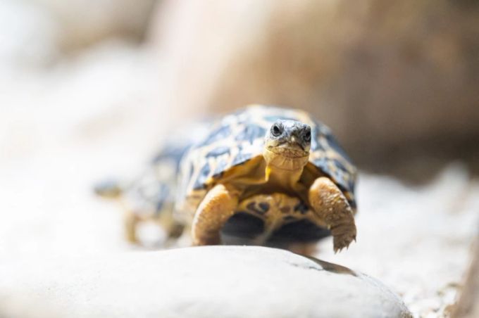 Eine neugeborene Strahlenschildkröte im Zoo Basel schildkröte