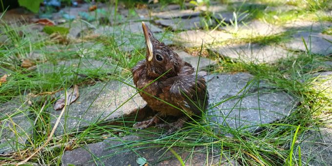 Wer fiepende Jungvögel am Boden entdeckt, sollte zunächst abwarten anstatt sie aufzulesen. Jungvogel Pflasterstein Gras Schnabel