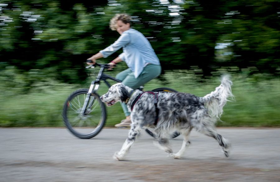 Frau Velo Hund fahren