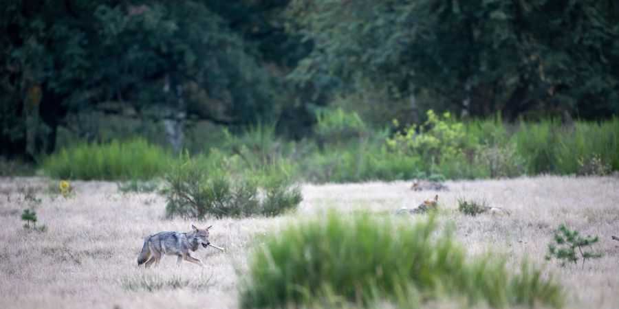 Wolfswelpen in der Döberitzer Heide (Archivbild).