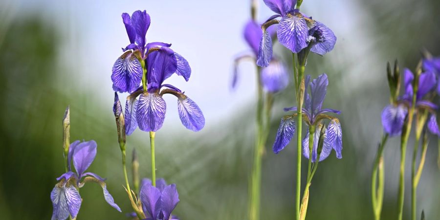 Schwertlilien blühen auf einer Wiese unweit des Bodensees.