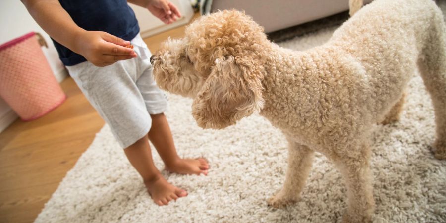 So lieb ein Hund auch sein mag, schnappt er im Affekt zu, kann es für Kinder gefährlich werden.