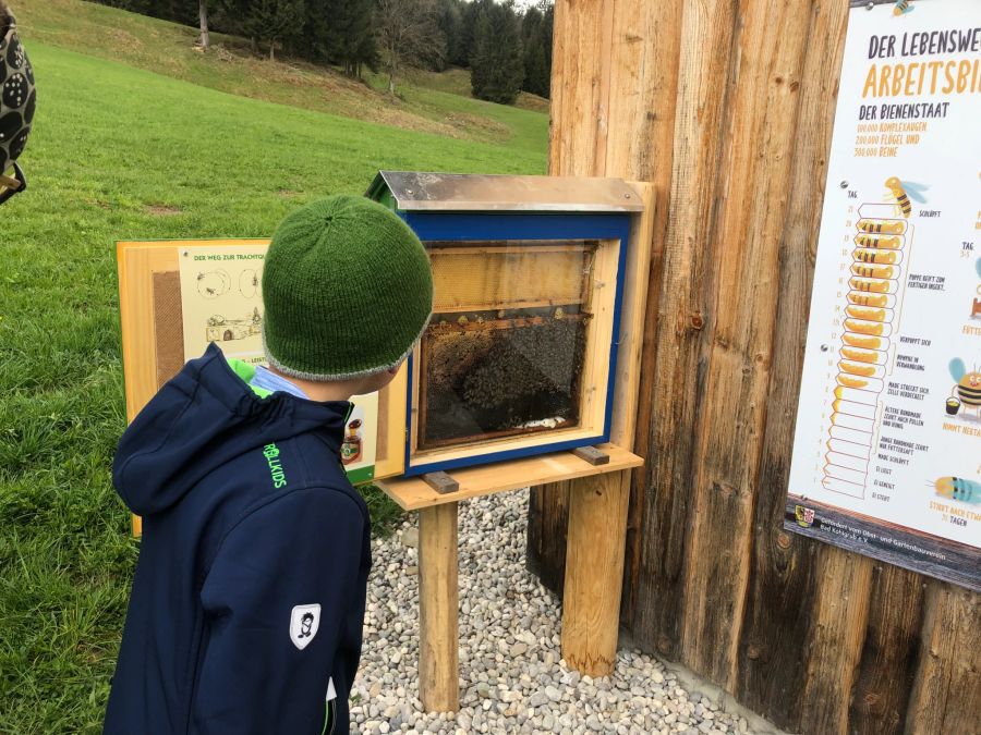 Junge Bienenstock Schotter Museum Freiluft Wabe