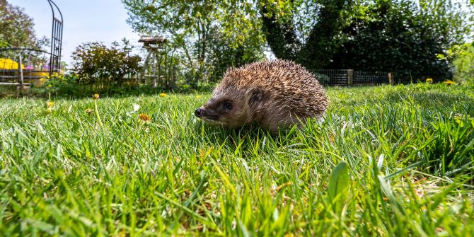 Igel Rasen Garten Sommer