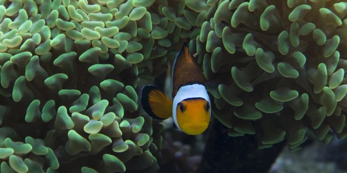 Ein Clownfisch in einem Aquarium im naturhistorischen Museum in London. (Archivbild) Ein Clownfisch in einem Aquarium im naturhistorischen Museum in London. (Archivbild)