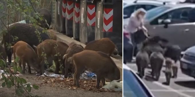 Die zahlreichen Wildschweine in Rom haben die Scheu vor dem Menschen verloren. biernews