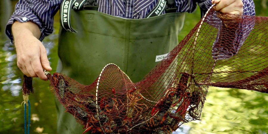 Gefangene Amerikanische Flusskrebse krabbeln in einer Reuse im Tiergarten. Die Sumpfkrebse in zwei Berliner Parks sollen in diesem Sommer weiter zurückgedrängt werden.